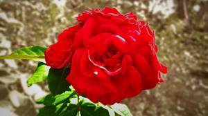 2017-01-21-Rosas-vermelhas-de-jardim-thumbfoto.jpg