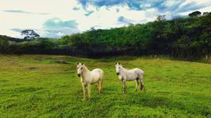 2017-02-02-Casal-de-Cavalos-no-sitio-do-Colegio-Souza-thumbfoto.jpg